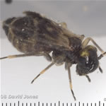 Photo of Epicaecilius pilipennis